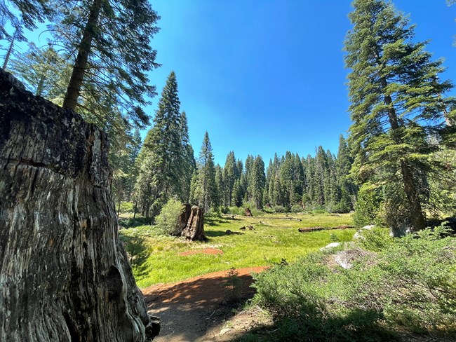 Big Stump Meadow