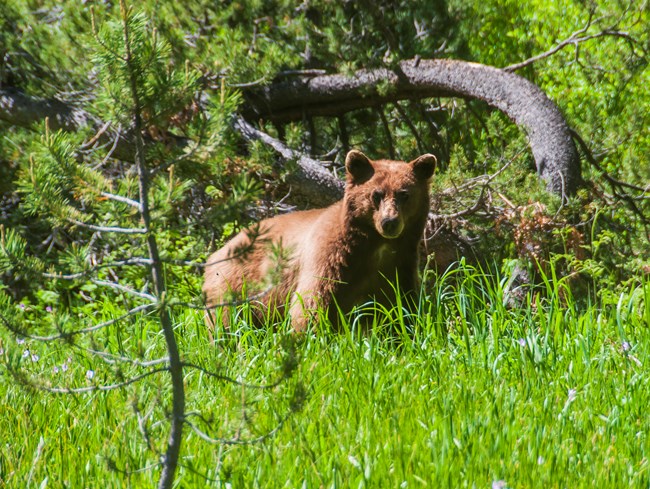 a cinnamon-colored black bear