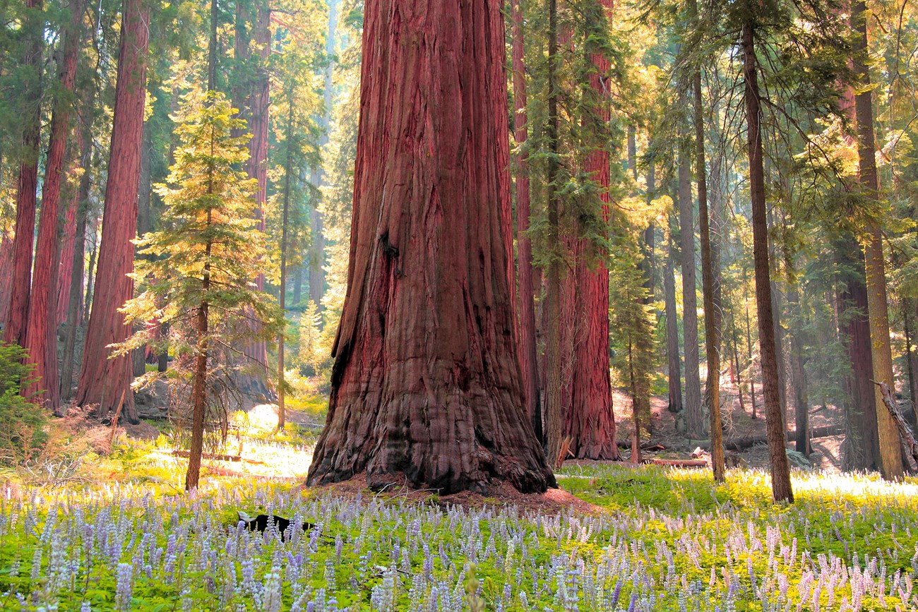 A mature sequoia among blooming lupine flowers