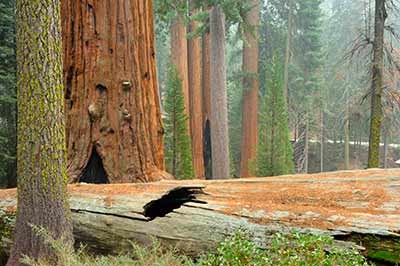 A large sequoia stands over a fallen sequoia log