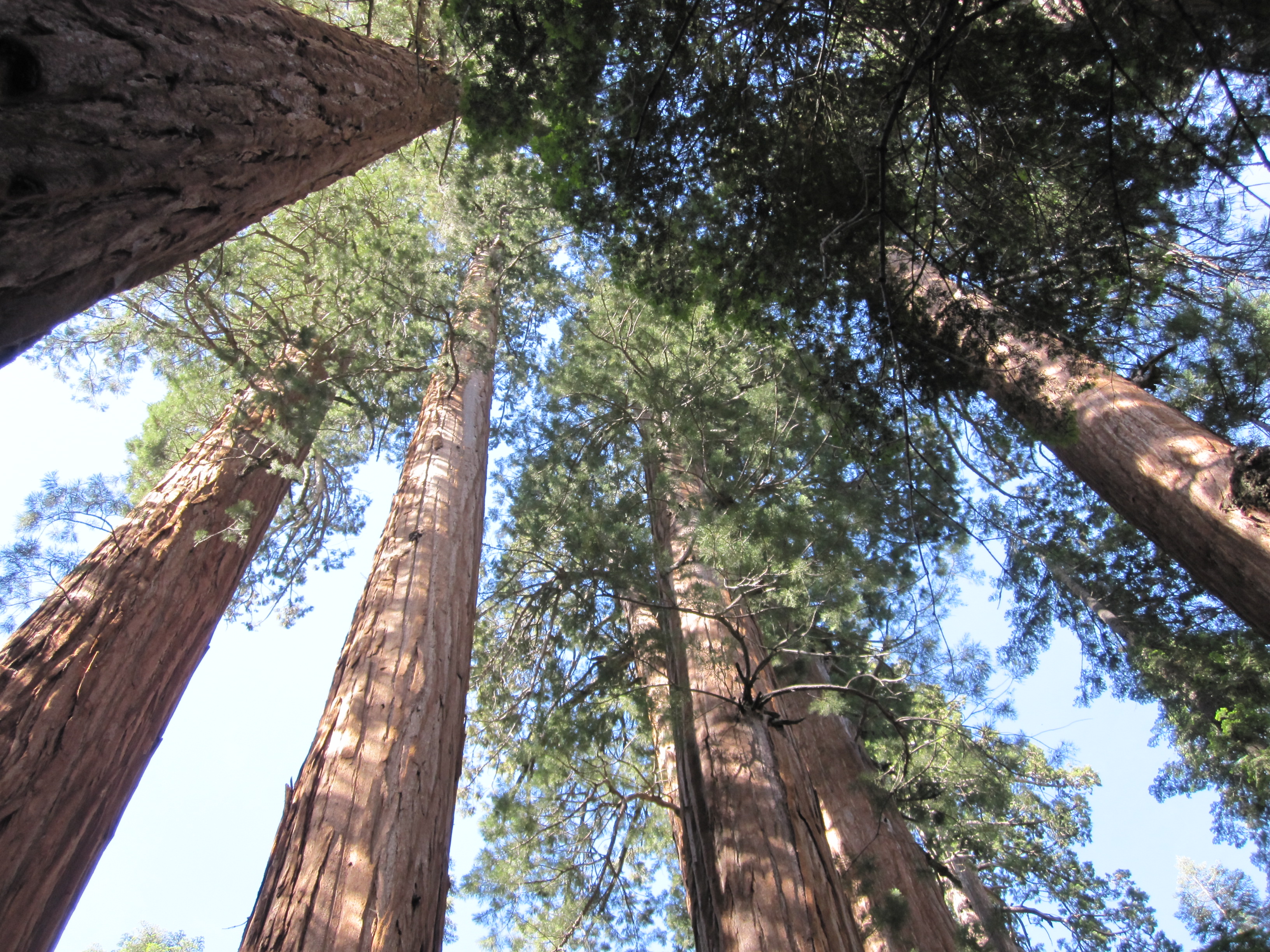 Exploring Giant Sequoia Groves - Sequoia &amp; Kings Canyon ...