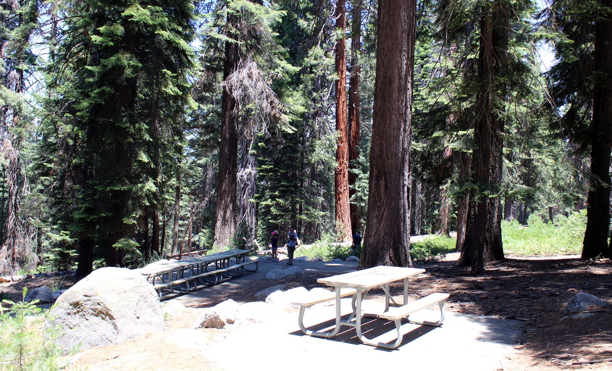 Several picnic tables are are nestled under tall pines in a picnic area.