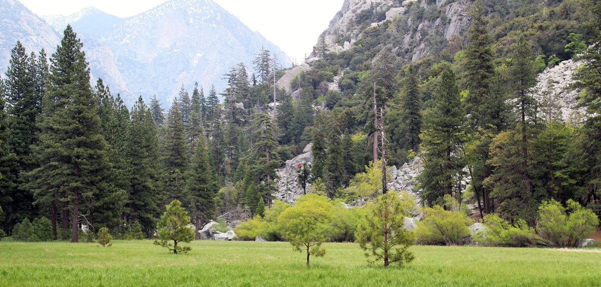 A grassy Zumwalt meadow in foreground, with talus rock walls and steep mountains in the background.