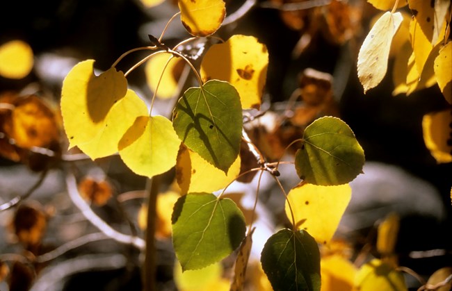 Close up view of yellow and green aspen tree leaves on the branch