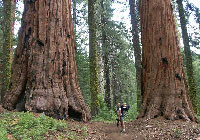 A woman stands on a trail near two sequoias A woman stands on a trail near two sequoias