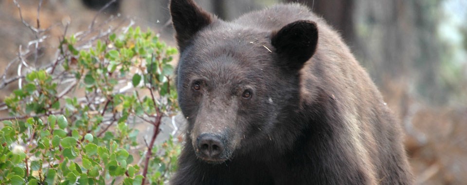 Close-up of a black bear's head Close-up of a black bear's head