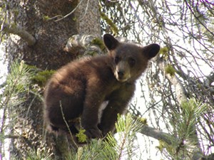 Black bear cub in tree. Photo by Alison Taggart-Barone