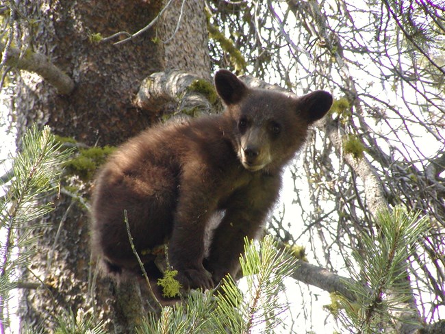 A black bear cub in a tree