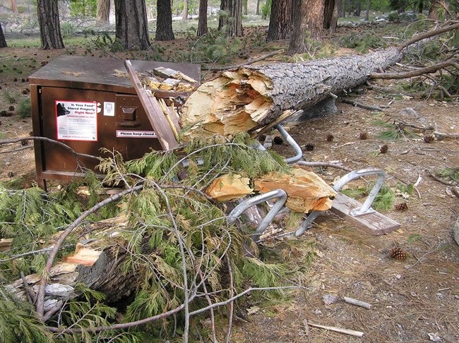 A ponderosa pine tree has fallen and damaged a food storage box and picnic table.