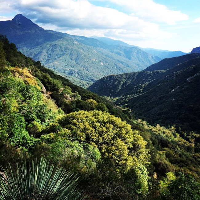 View of the foothill with yucca in foreground