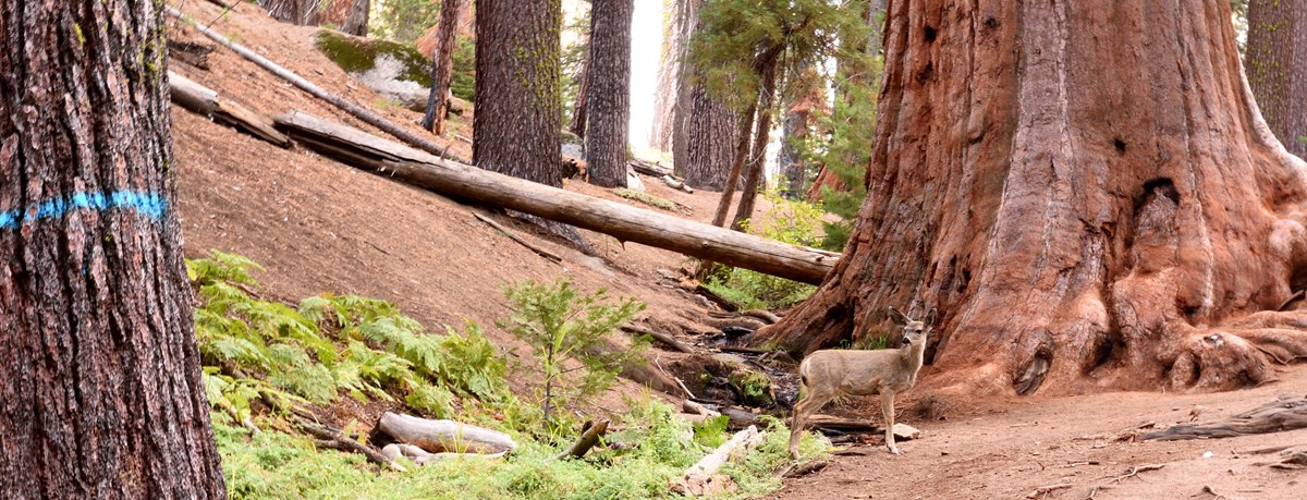 A mule deer stands alertly in a sequoia grove with fallen trees in the background