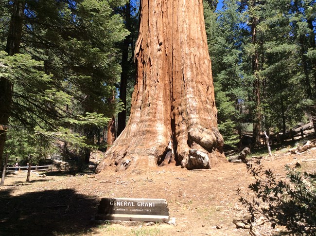 General Grant Tree
