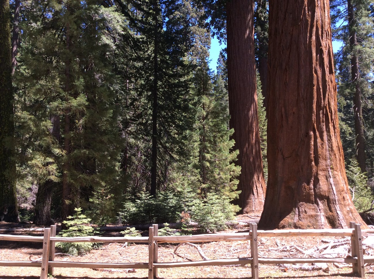 Two giant sequoia trees and pine trees along a fenced trail.