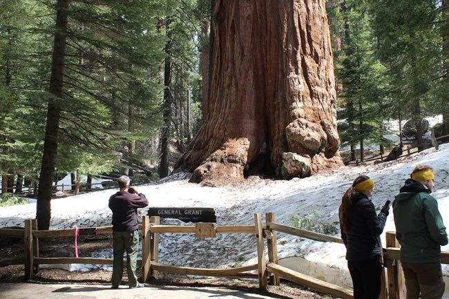 Park visitors admire the sequoia trees along a paved trail.