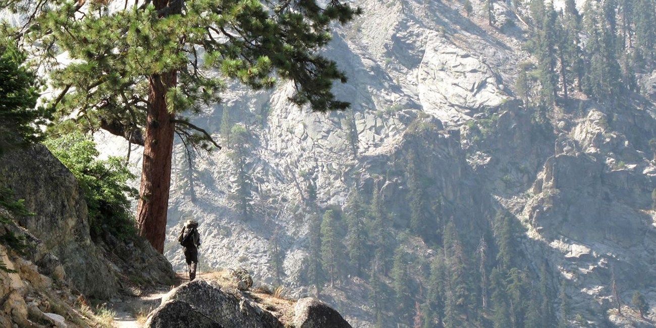 Hiker passes by large pine tree