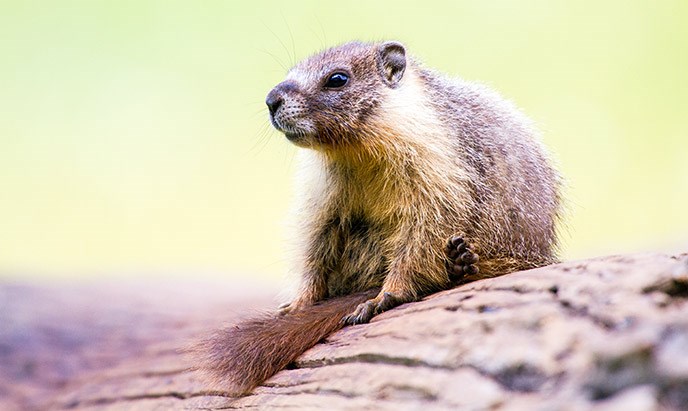 A yellow-bellied marmot sits on a log A yellow-bellied marmot sits on a log