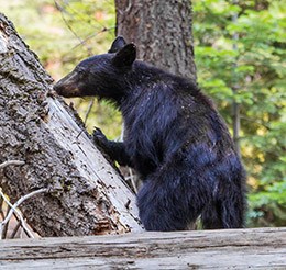 A black bear sniffs a fallen log
