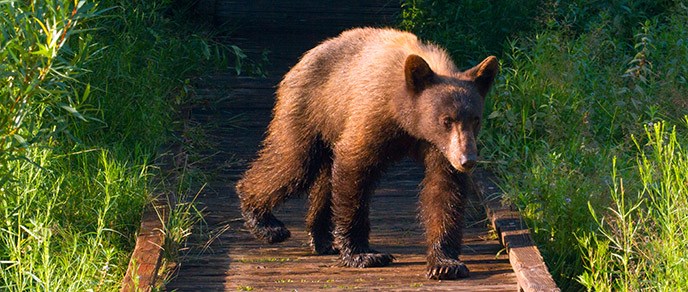 A large black bear on a wooden boardwalk near a meadow