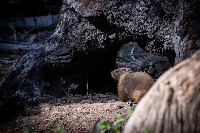 A marmot sits at the base of a tree