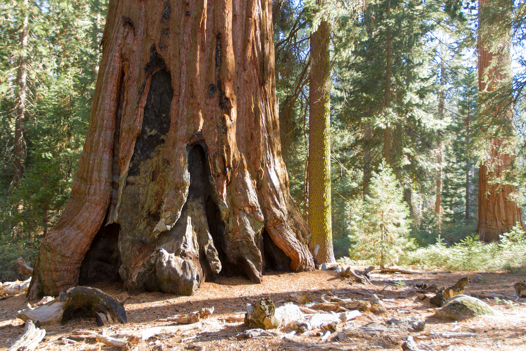 Exploring Giant Sequoia Groves - Sequoia & Kings Canyon National Parks