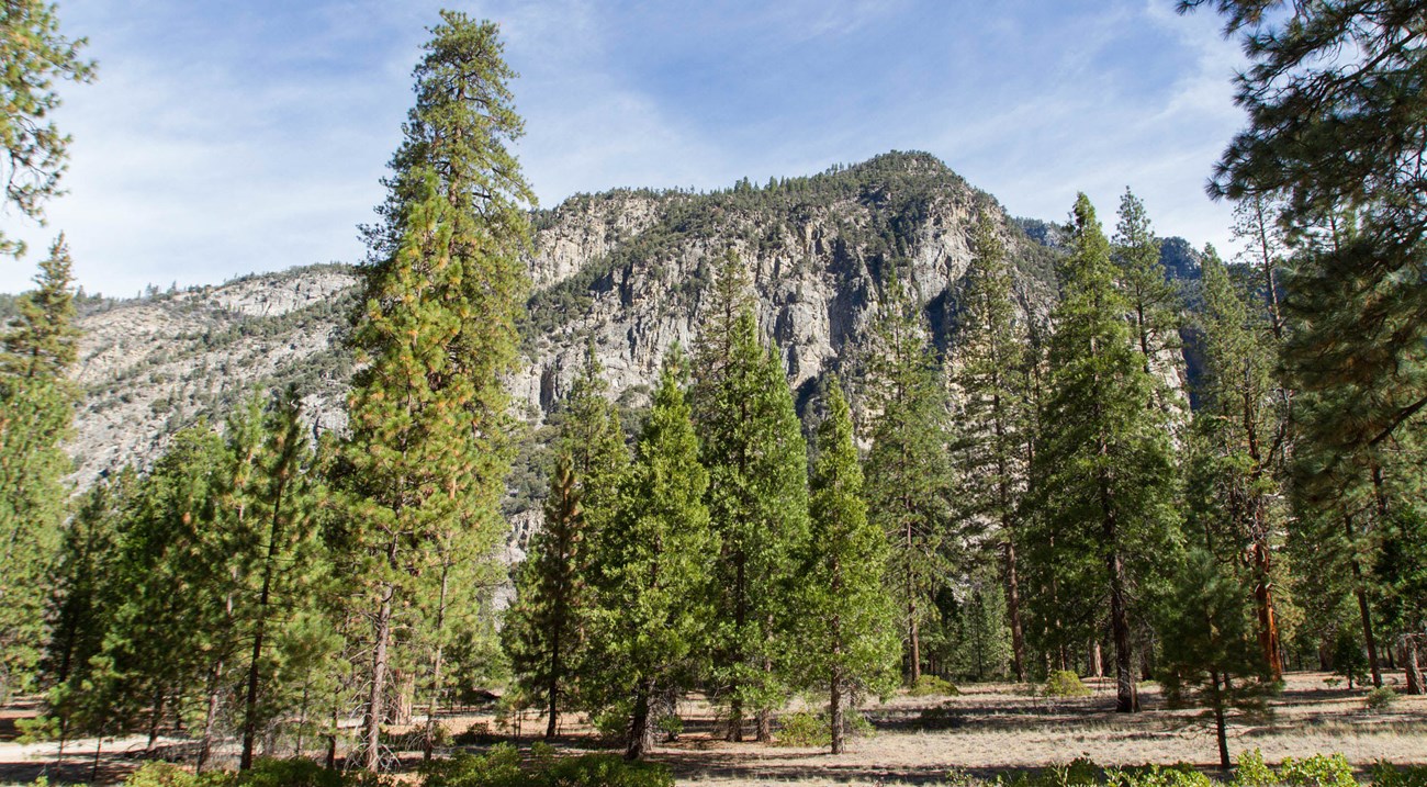 At Cedar Grove, mature mixed conifers dot the landscape with granite peaks in the background.