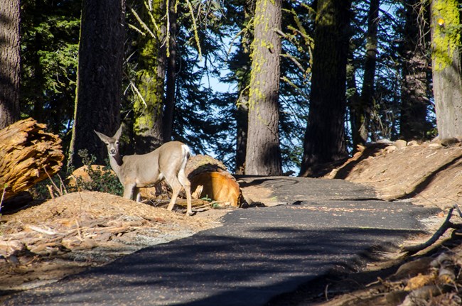 A deer stands along a paved trail