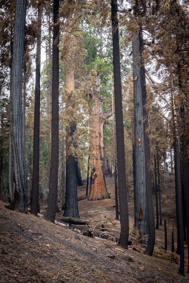 View through stand of fire-killed giant sequoias of a large sequoia that is still alive.
