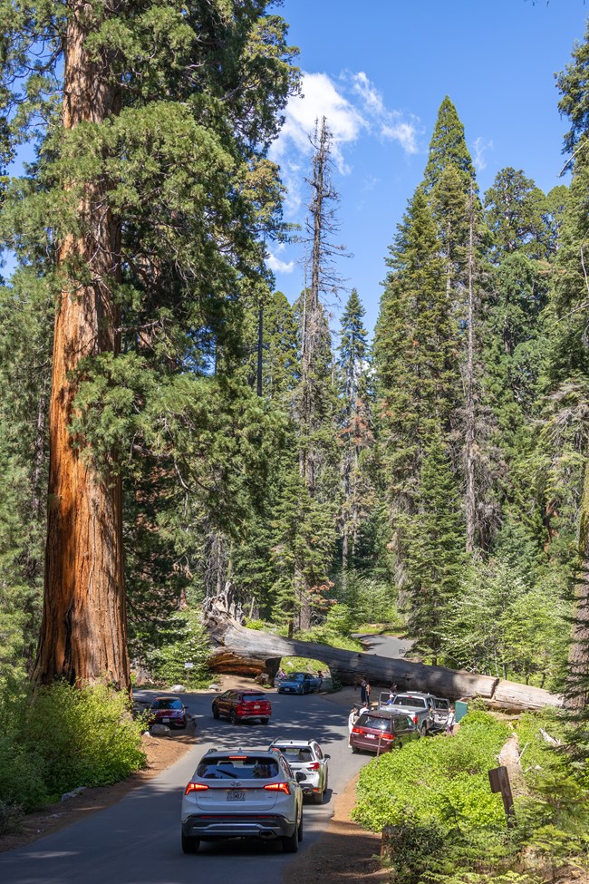 Many cars and people surrounding a small road with a fallen sequoia tree.