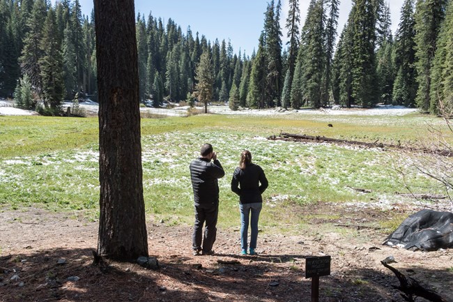 visitors watch a distant bear