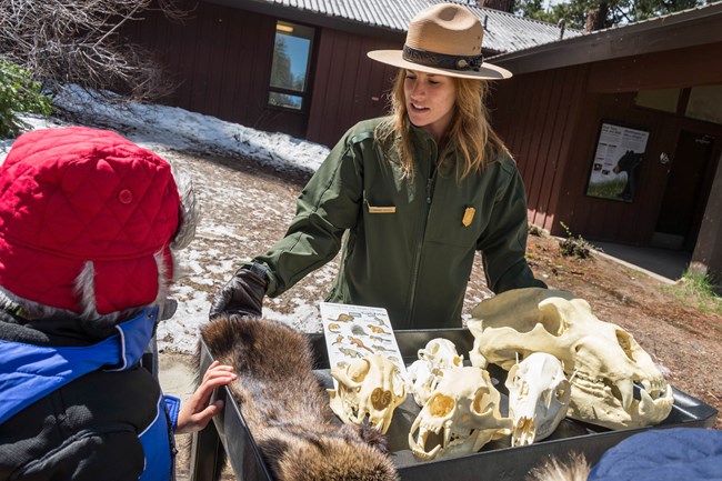A ranger shares skulls and wildlife hides with children, allowing them to touch the objects.