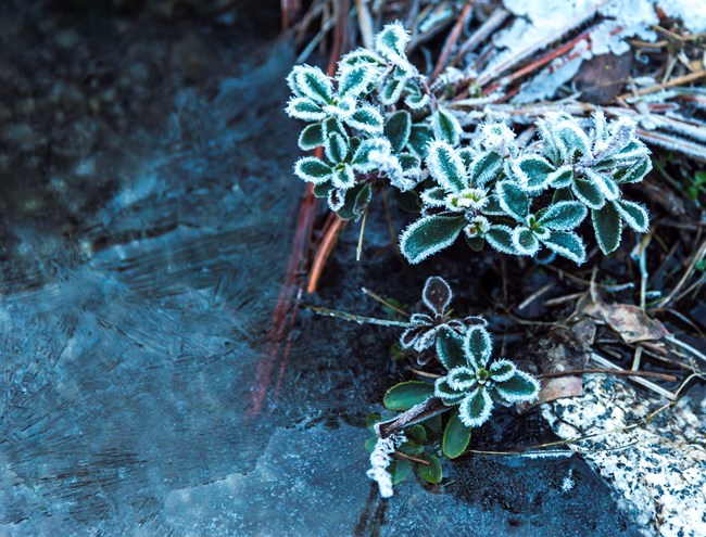 Small plants stand just above he ground with frost crusted leaves. The plants hang out over an ice covered pool