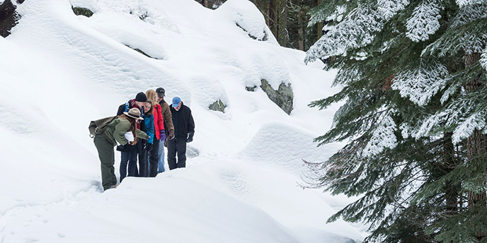 A ranger leads a group through the snowy forest A ranger leads a group through the snowy forest