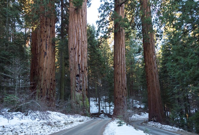 SEQU_20160125_ATB_543 Snowy conditions are still found in our sequoia groves and at higher elevations. Photo courtesy Alison Taggart Barone.