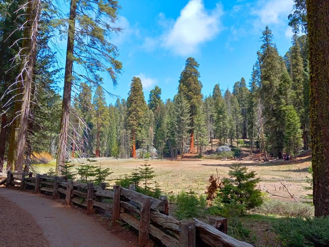 A view of a sequoia grove looking through an open meadow