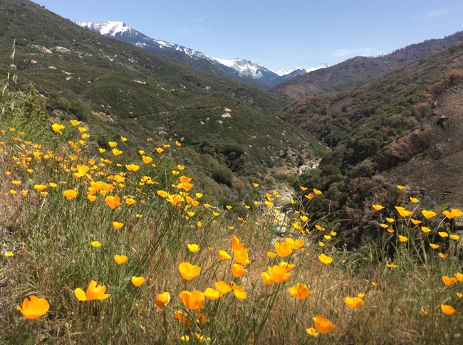 Spring blooms in the foothills with a distant view of snow-capped Sierra Nevada mountain peaks