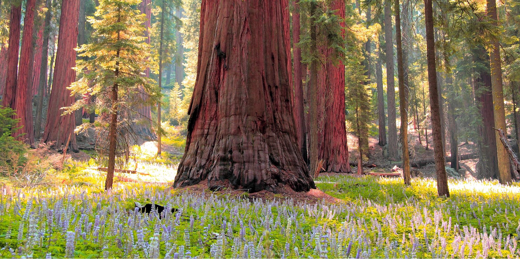 A mature sequoia among blooming lupine flowersr