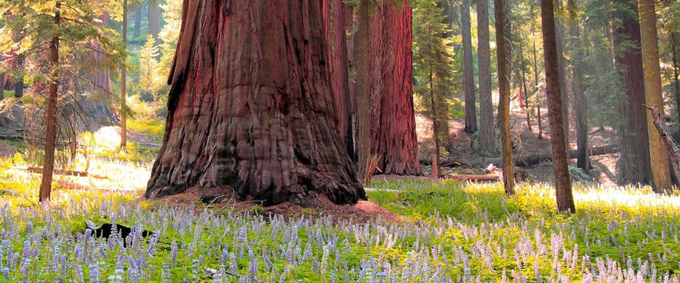 A mature sequoia among blooming lupine flowers