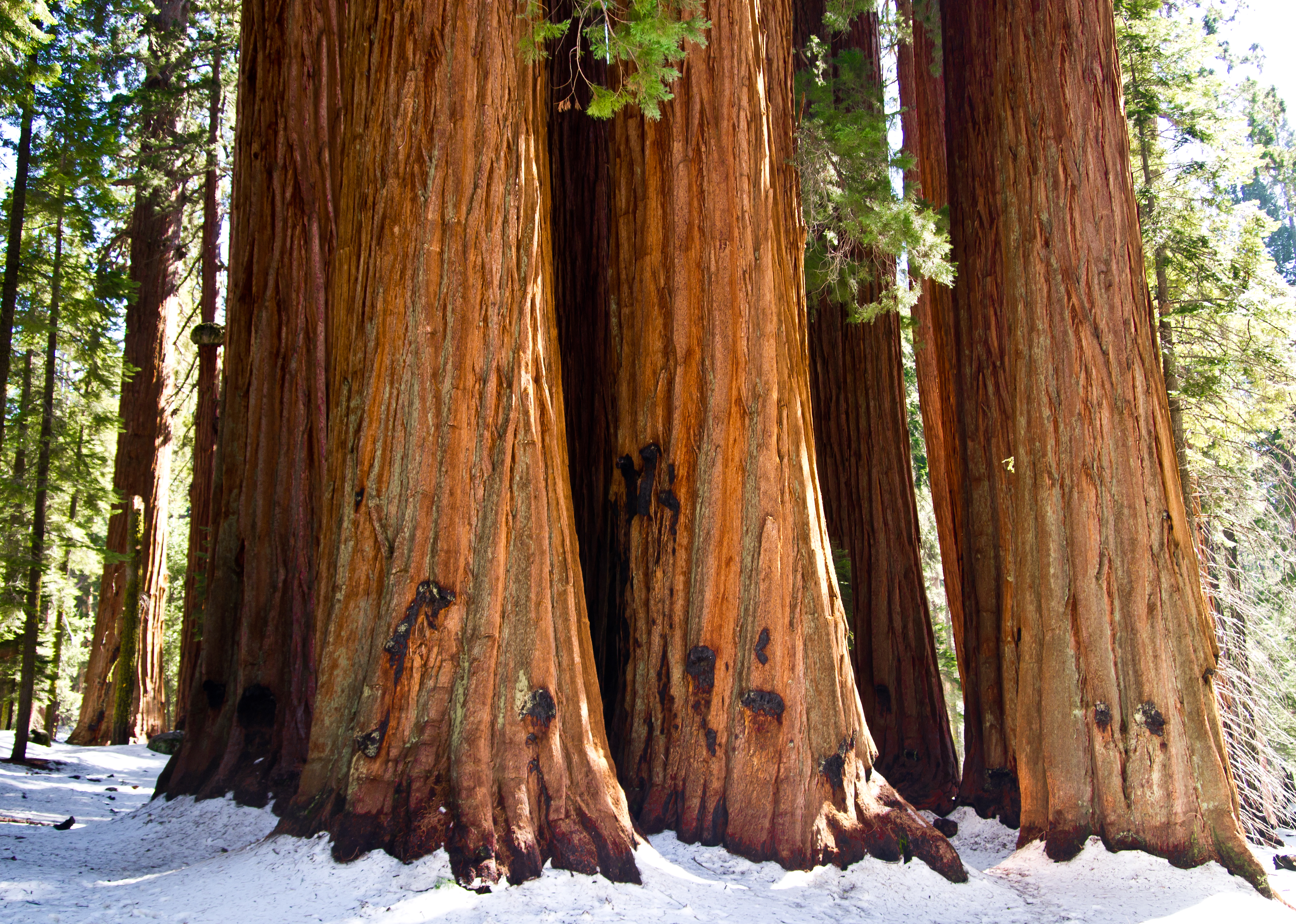 sequoia tree height