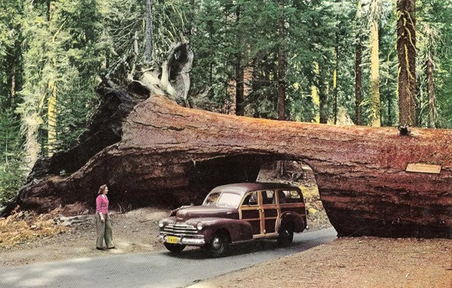 A woody station wagon drives through Tunnel Log while a woman watches.