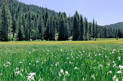 A wide meadow surrounded by forest