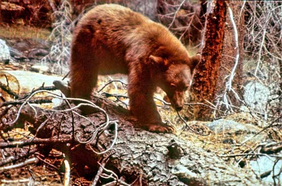 Black bears can be brown, cinnamon, and grey as well as black. Black bears can be brown, cinnamon, and grey as well as black.