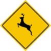 Deer crossing