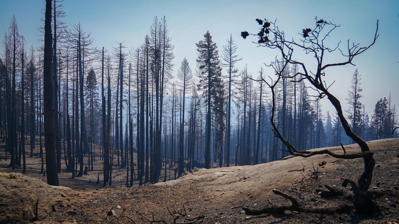 A burned landscape of charred trees, ravaged by a past fire.