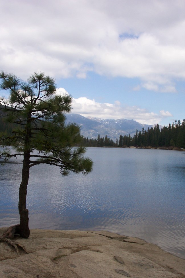 A tree along the banks of Hume Lake