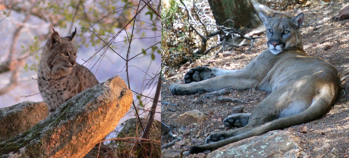An image of a bobcat, compared to a mountain lion.