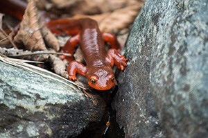 A newt crawling along rocks and brown leaf litter.