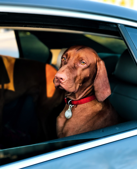 are dogs allowed in kings canyon national park