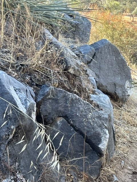 A well-camouflaged rattlesnake perched on a grassy boulder along a trail.