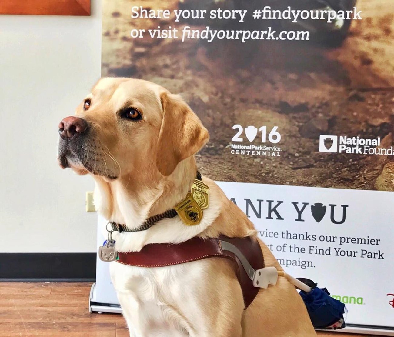 A yellow dog with a harness and junior ranger badges sits in front of a National Park Service banner