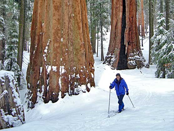 skiing-sequoias